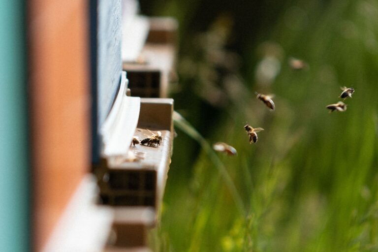Abeilles à la ruche - illustration